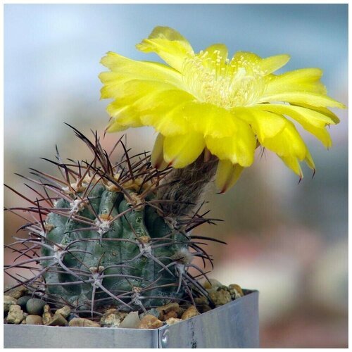 Семена Орешка Суккулент Кактус Acanthocalycium griseum 10 шт.