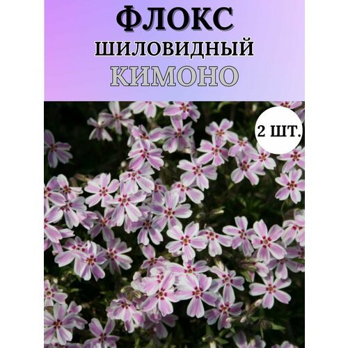 Флоксы саженцы, метельчатые, многолетние цветы 2шт.