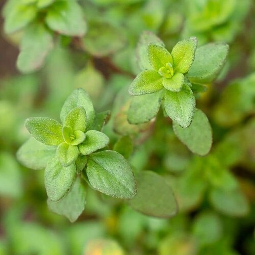 Тимьян лимонный - Чабрец (лат. Thymus citriodorus) семена 25шт + подарочные семена