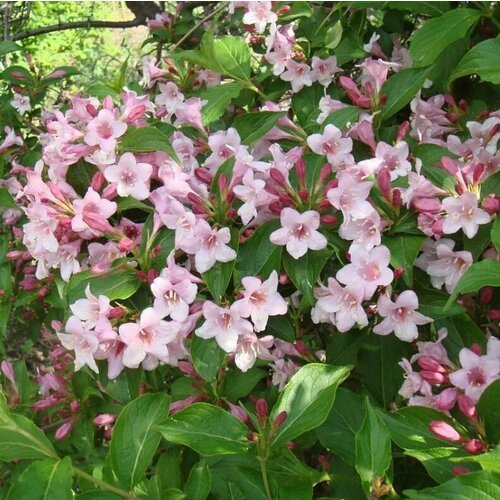 Семена Вейгела цветущая (Weigela florida) 10 штук