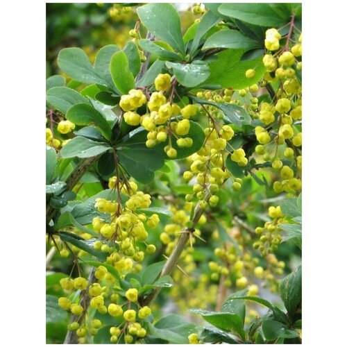 Семена Барбарис густоцветковый (Berberis densiflora), 15 штук