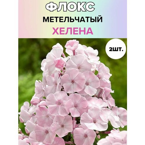 Флоксы саженцы, метельчатые, многолетние цветы 2 шт.