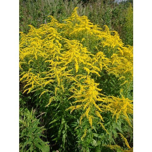 Семена Золотарник канадский (Solidago canadensis), 100 штук