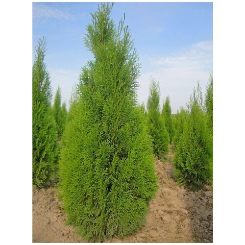 Семена Туя западная Смарагд (Thuja occidentalis Smaragd), 90 штук