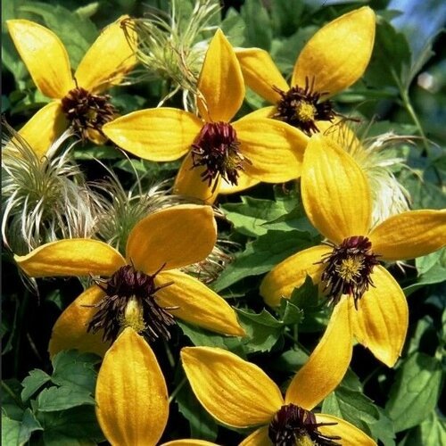 Семена Клематис пильчатолистный (Clematis serratifjlia) 10 штук