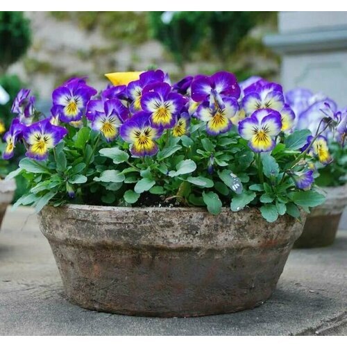 Фиалка трёхцветная Анютины глазки (Viola tricolor) 20 штук