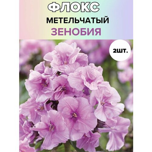 Флоксы саженцы, метельчатые, многолетние цветы 2 шт.