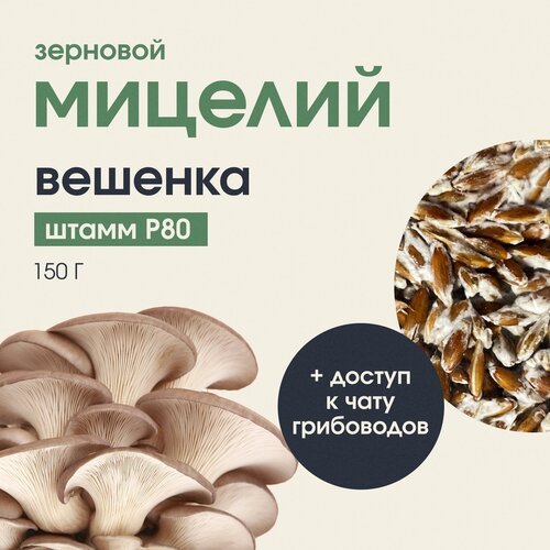 Мицелий грибов вешенки. Штамм Р80 зерновой, грибница для выращивания