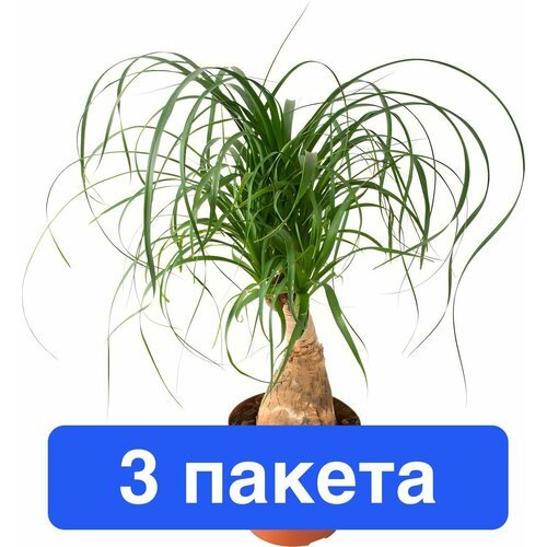 Цветы Бокарнея 3 пакета