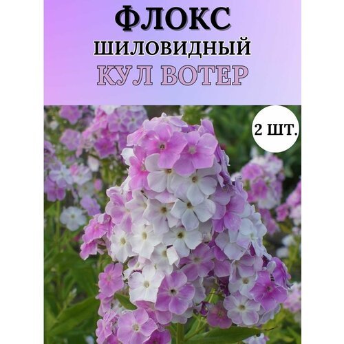 Флоксы саженцы, метельчатые, многолетние цветы 2шт.