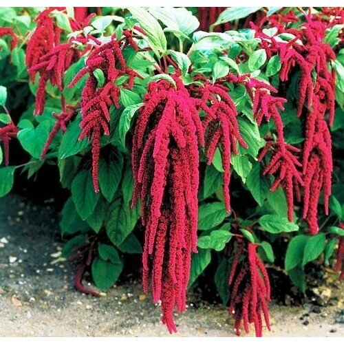 Амарант красный (лат. Amaranthus red) семена 250шт + подарочек