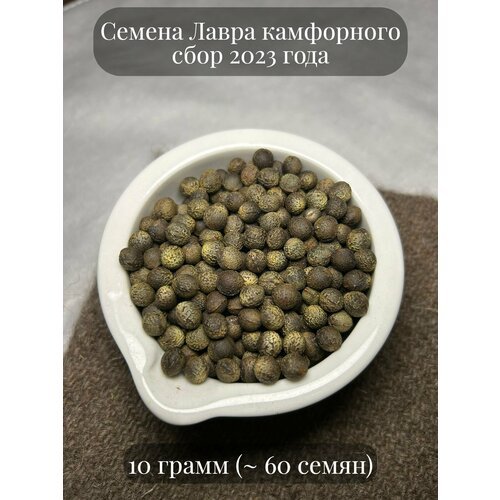 Семена Лавра камфорного, 10 грамм (примерно 60 шт)