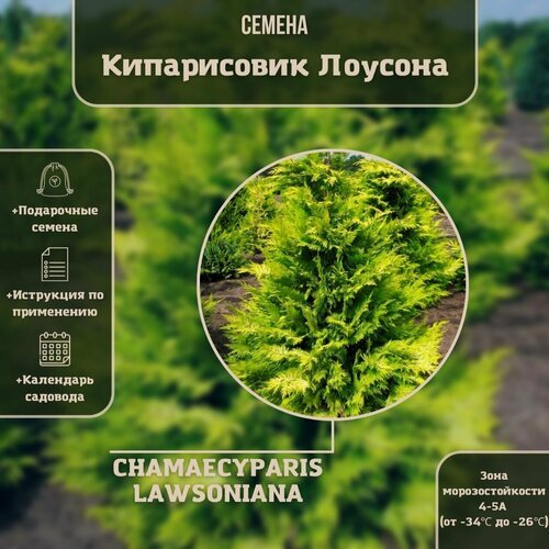 Семена Кипарисовик Лавсон (лат. Chamaecyparis lawsoniana) 200шт Комплект х2 распродажа! + подарок