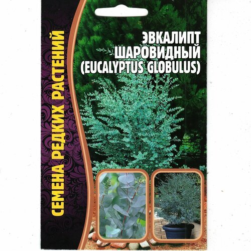 Эвкалипт шаровидный / Eucalyptus globulus, комнатный многолетник, оздоравливает воздух ( 1 уп: 10 семян )