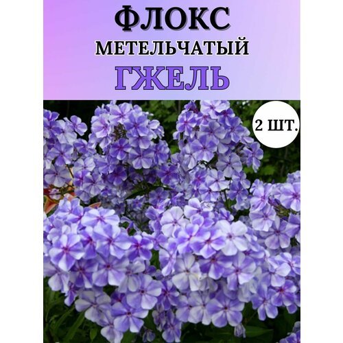 Флоксы саженцы, метельчатые, многолетние цветы 2шт.