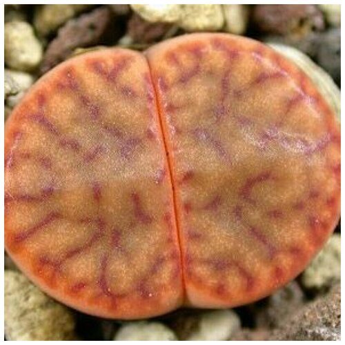 Семена Орешка Суккулент Литопс Lithops bromfieldii C-348 10 шт.