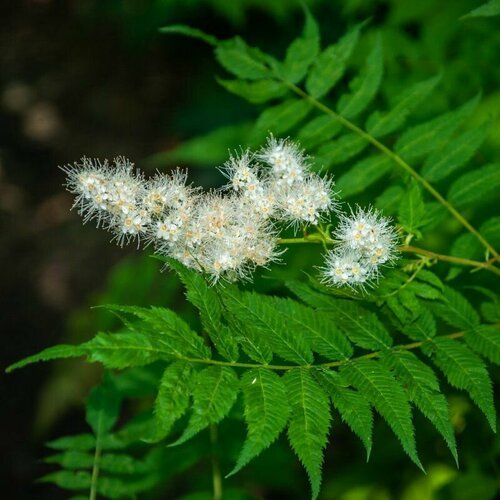 Семена Рябинник рябинолистный (лат. Sorbaria sorbifolia) 40шт Комплект х2 распродажа! + подарок