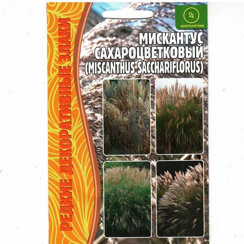 Мискантус сахароцветковый / Веерник / Miscanthus sacchariflorus , многолетник ( 1 уп : 0,1 г семян )