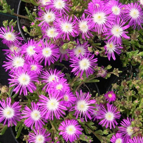 Семена Делосперма обильноцветущая (Delosperma floribundum) 5 штук