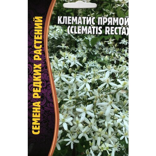 Клематис Прямой Clematis recta, семена ( 1 уп: 5 семян )