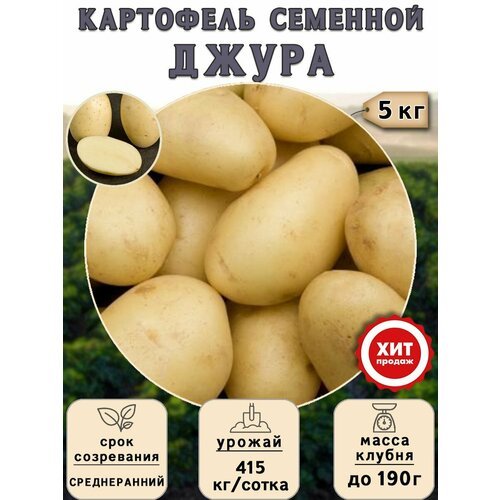 Клубни картофеля на посадку Джура (суперэлита) 5 кг Среднеранний