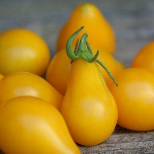 Томат Желтая Груша (лат. Tomato Yellow Pear) семена 10шт + подарочек