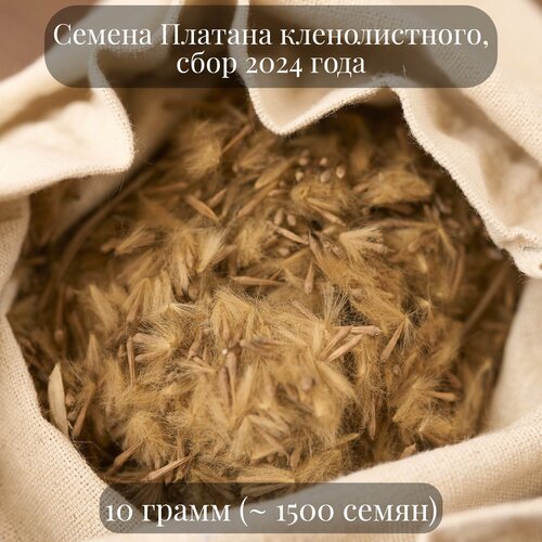 Семена Платана кленолистного, 10 грамм (примерно 1500 шт)