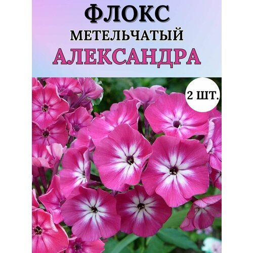 Флоксы саженцы, метельчатые, многолетние цветы 2шт.