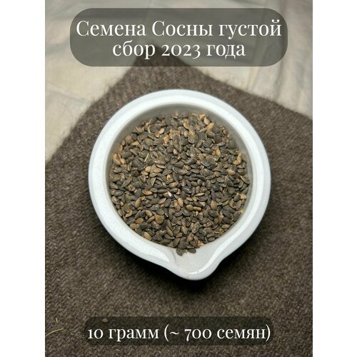 Семена редкого дерева Сосны густой, 10 грамм (примерно 700шт)