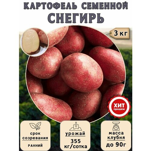 Клубни картофеля на посадку Снегирь (суперэлита) 3 кг Ранний