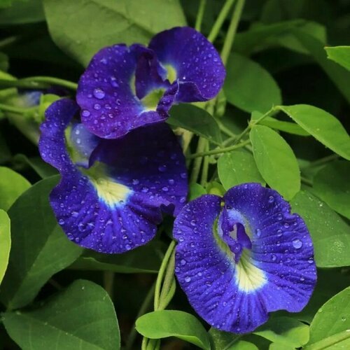 Семена Клитория тройчатая (Clitoria Ternatea) 2 шт.