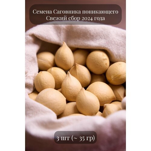 Семена Саговника поникающего, или Цикаса комнатного, или Саговниковая пальма