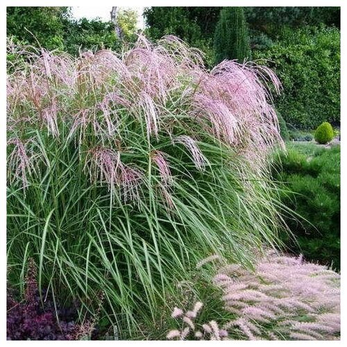 Семена Мискантус китайский (Miscanthus sinensis) 50 шт Комплект х2 распродажа! + подарок