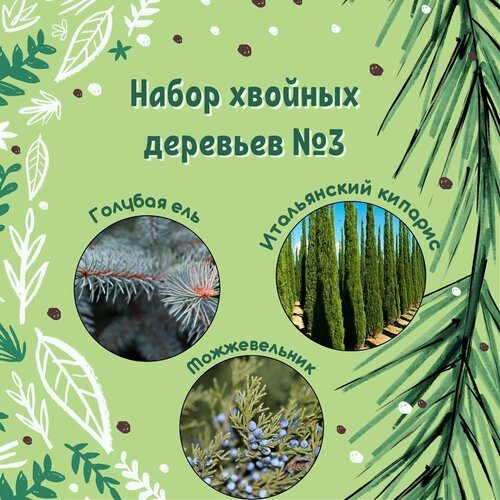 Набор семян хвойных деревьев №3 / Голубая ель, Итальянский кипарис, Можжевельник