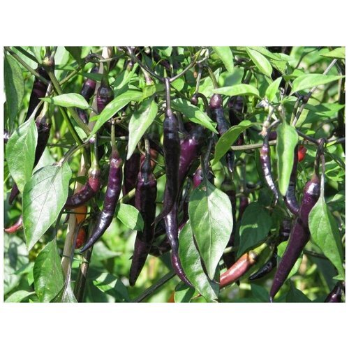 Перец острый 'Фиолетовый Кайенский' (лат. Cayenne Purple) семена 5шт + подарочек