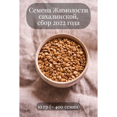 Семена декоративного кустарника Жимолости сахалинской, 10 грамм (примерно 400 шт)