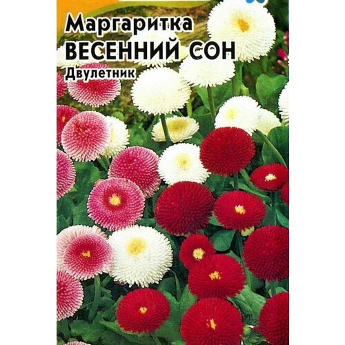 Маргаритка Весенний сон