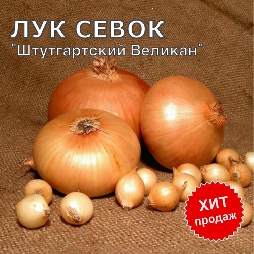 Лук севок на посадку Штутгартский Великан 1,5 кг