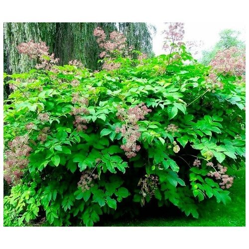 Аралия кустистая (лат. Aralia racemosa) семена 35шт + подарочек