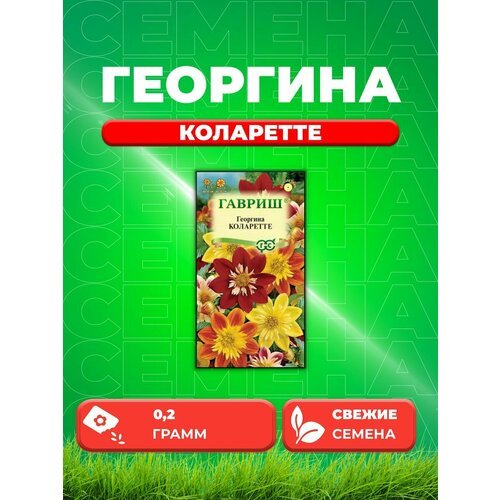 Георгина Коларетте 0,2 г DH