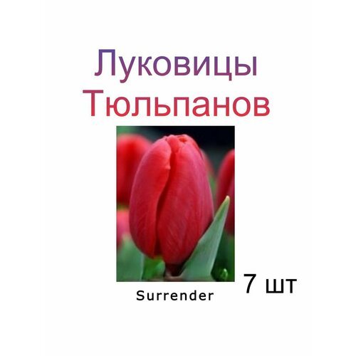 Луковицы Тюльпана Surrender ( 7 шт)