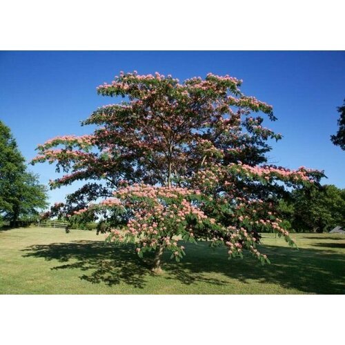 Альбиция высокорослая (лат. Albizia Procera) семена 15шт + подарочек