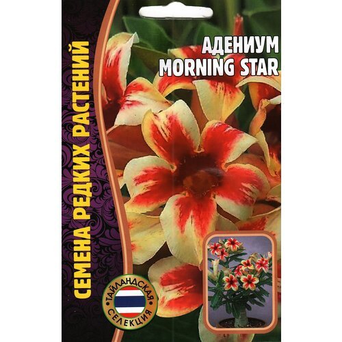 Адениум MORNING STAR