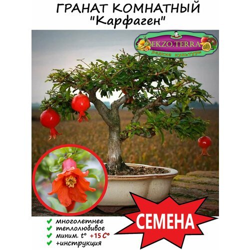 Семена Гранат карликовый, комнатный (Карфаген) 3 шт.