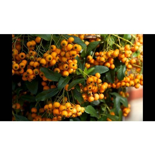 Семена Пираканта роджерса (лат. Pyracantha rogersiana) 20шт Комплект х2 распродажа! + подарок