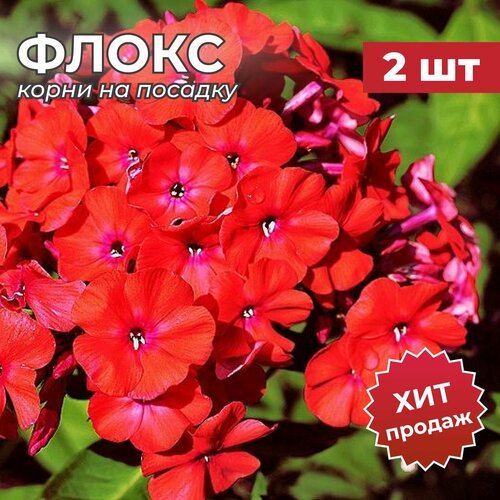 Флокс, Корень/Корневище Флокса на посадку 'Оранж Перфекшион' 2 шт