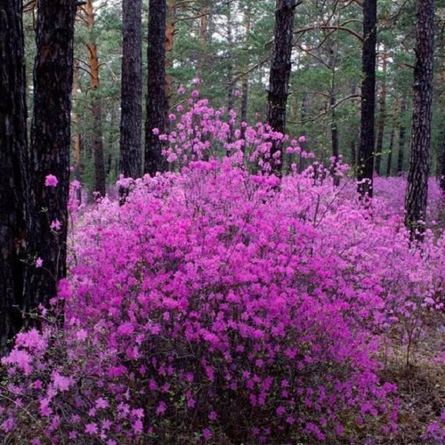 Семена Орешка Рододендрон даурский (лат. Rhododendron dauricum, багульник) 25 шт.