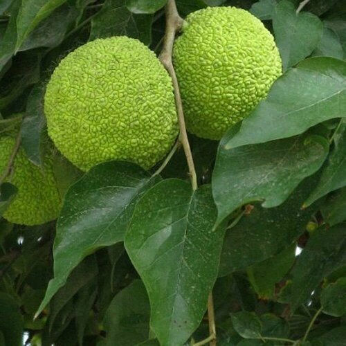 Маклюра оранжевая - Маклюра яблоконосная (лат. Maclura pomifera) Свежие семена 5шт + подарочек