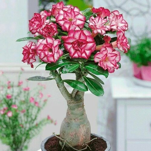 Семена Adenium Obesum MIXED COLORS MIX, 5 семян / Комплект для выращивания: Вермикулит + Керамзит