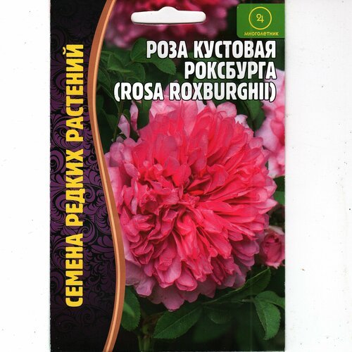 Роза кустовая роксбурга, эффектный многолетник ( 1 уп: 10 семян )